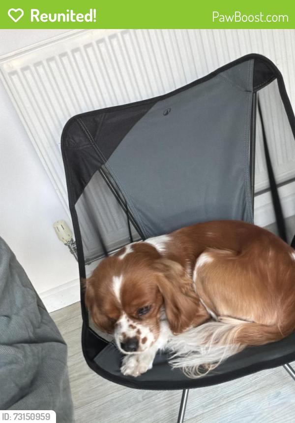 Reunited Male Dog last seen Church close, croesyceiliog, Croesyceiliog, Wales 