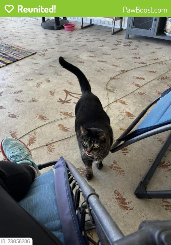 Reunited Female Cat last seen Near Sierra club circle, Naples, FL 34113