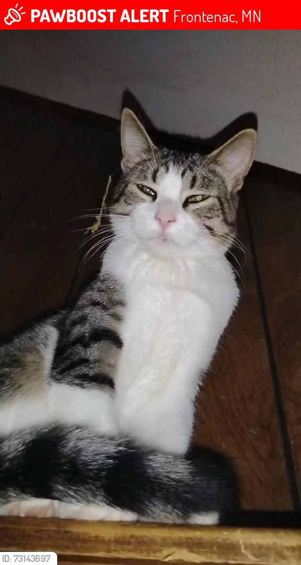 Lost Male Cat last seen B wells bar in Frontenac mn, Frontenac, MN 55026