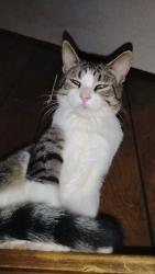 Lost Male Cat last seen B wells bar in Frontenac mn, Frontenac, MN 55026