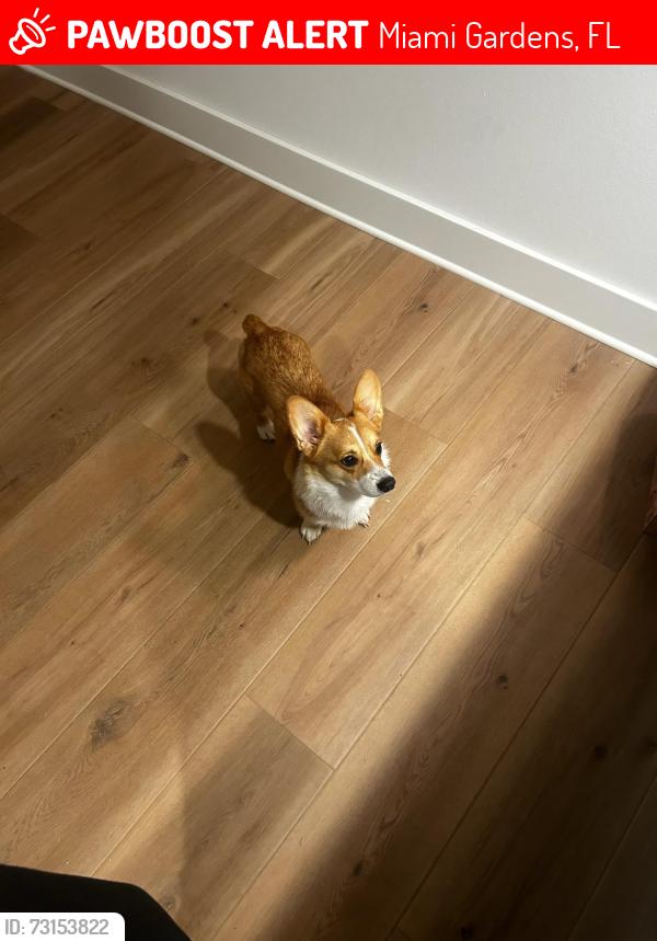 Lost Female Dog last seen Near northwest 39th avenue, Miami Gardens, FL 33055