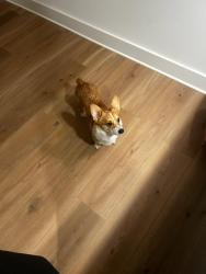 Lost Female Dog last seen Near northwest 39th avenue, Miami Gardens, FL 33055