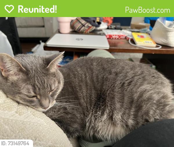 Reunited Female Cat last seen Fulton and bush, Vallejo, CA 94591