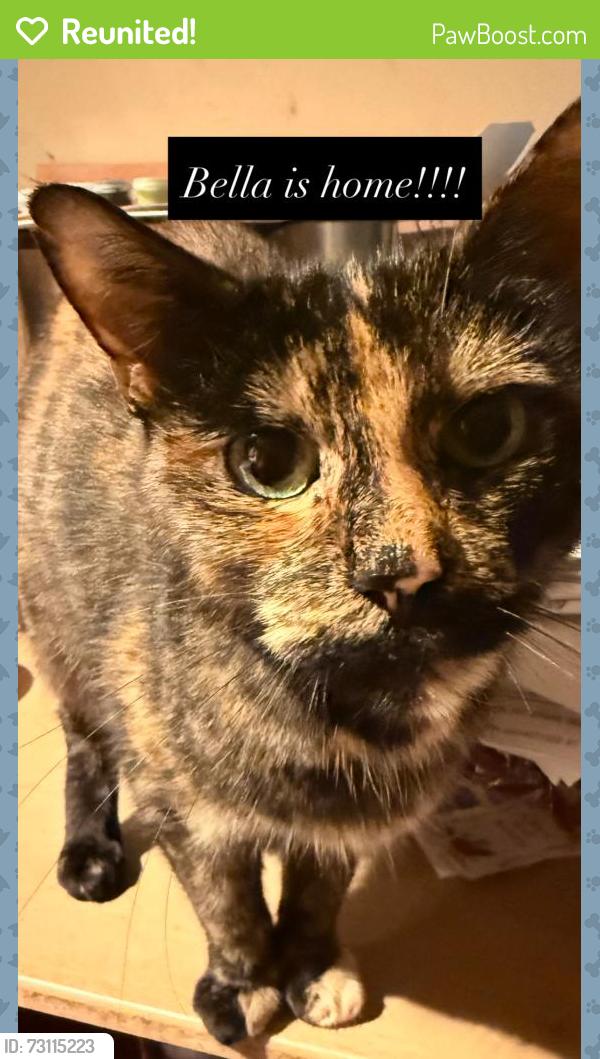 Reunited Female Cat last seen Bank street newport, Bank St, Wales NP19 7HF