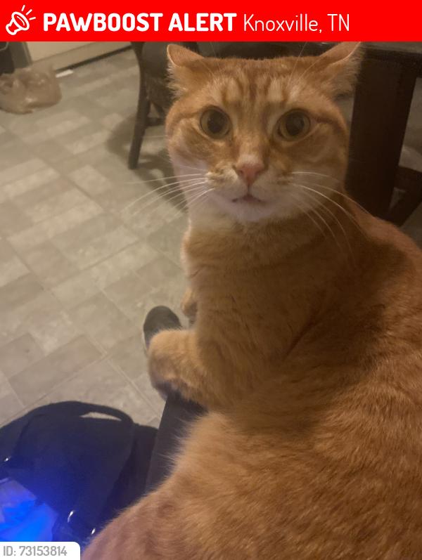 Lost Male Cat last seen Vermont ave Hooker Street and Virginia Ave, Knoxville, TN 37921
