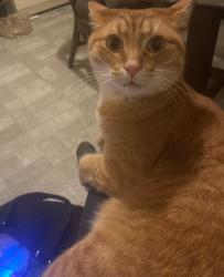 Lost Male Cat last seen Vermont ave Hooker Street and Virginia Ave, Knoxville, TN 37921