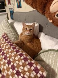 Lost Male Cat last seen Polk & 4th, Eugene, OR 97402