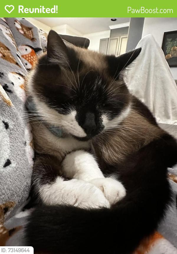 Reunited Male Cat last seen Bond park/ FAIRFAX, Cary, NC 27513