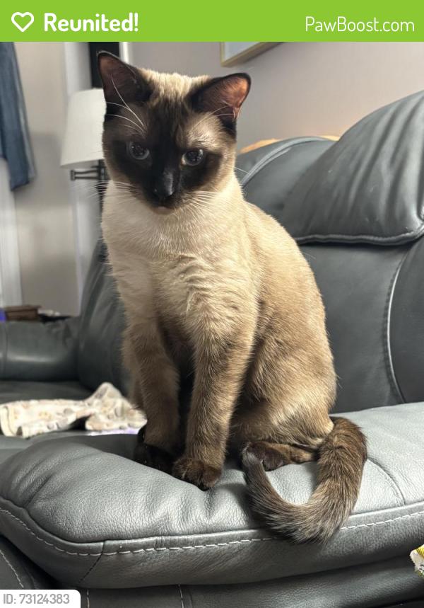 Reunited Male Cat last seen Austin Ave .ThurmanRd, New Bern, NC 28562