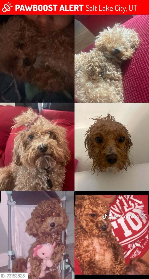 Lost Male Dog last seen Near w Brooklyn ave by Jordan park bridge, Salt Lake City, UT 84104