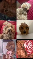 Lost Male Dog last seen Near w Brooklyn ave by Jordan park bridge, Salt Lake City, UT 84104
