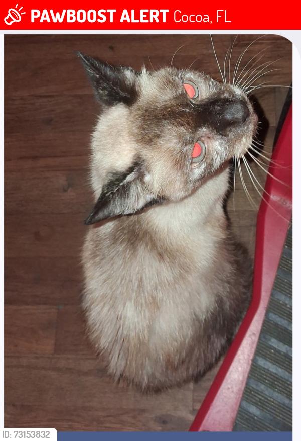 Lost Female Cat last seen Kts bar, Cocoa, FL 32926