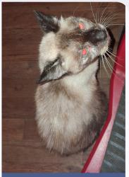 Lost Female Cat last seen Kts bar, Cocoa, FL 32926