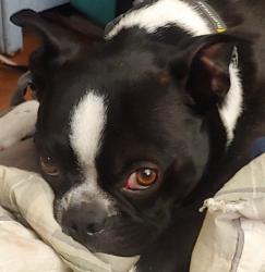 Lost Male Dog last seen 5th street, Superior, WI 54880