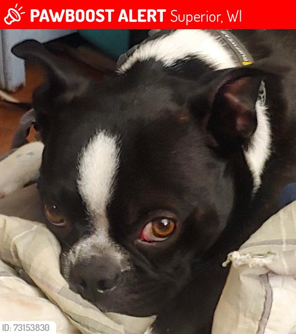 Lost Male Dog last seen 5th street, Superior, WI 54880
