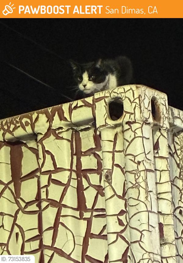 Found/Stray Male Cat last seen Vienna Vienna car wash, San Dimas, CA 91773