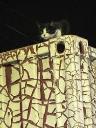 Found/Stray Male Cat last seen Vienna Vienna car wash, San Dimas, CA 91773