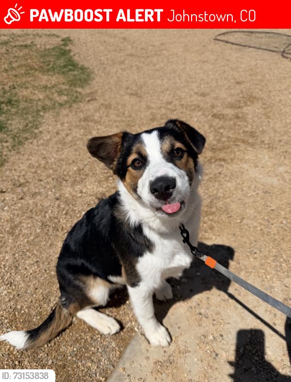 Lost Male Dog last seen ronald regan blvd, Johnstown, CO 80534