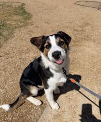Lost Male Dog last seen ronald regan blvd, Johnstown, CO 80534