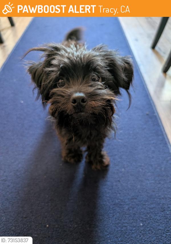 Found/Stray Male Dog last seen Jefferson and 11th, Tracy, CA 95377