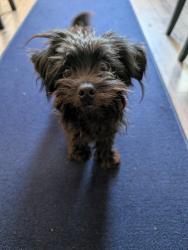 Found/Stray Male Dog last seen Jefferson and 11th, Tracy, CA 95377