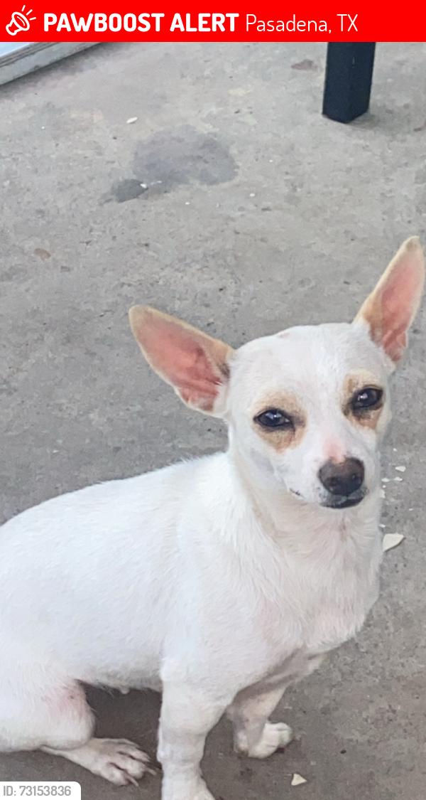 Lost Female Dog last seen Campbell Ave 77502, Pasadena, TX 77502