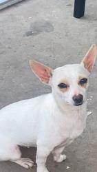 Lost Female Dog last seen Campbell Ave 77502, Pasadena, TX 77502