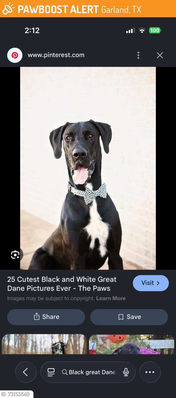 Found/Stray Male Dog last seen Idlewood road garland, Garland, TX 75040