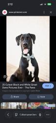 Found/Stray Male Dog last seen Idlewood road garland, Garland, TX 75040