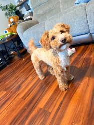 Lost Male Dog last seen Near Palm Ave Lynwood, CA 90262 United States, Lynwood, CA 90262