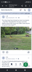 Lost Male Dog last seen Haw River hopedale road and 49, Guilford County, NC 27214