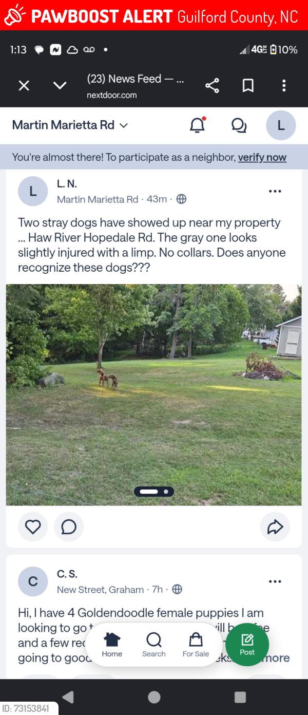 Lost Male Dog last seen Haw River hopedale road and 49, Guilford County, NC 27214