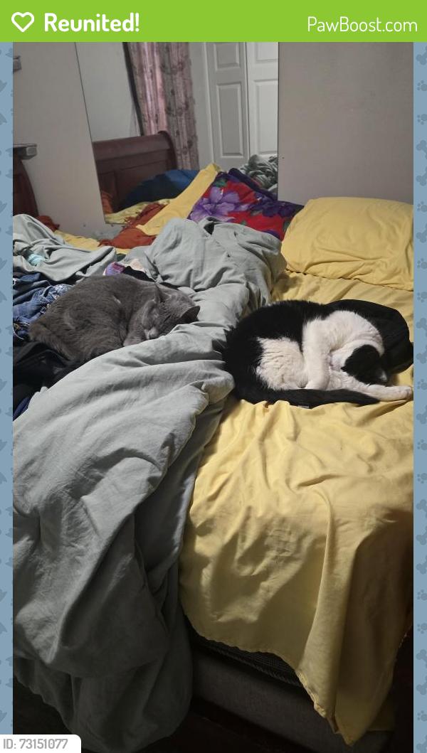 Reunited Male Cat last seen 36th and Kensington, Kansas City, MO 64128