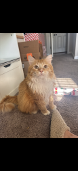Lost Male Cat last seen Bedford Rd, Christmasville Rd, Oxford Dr, Jackson, TN 38305
