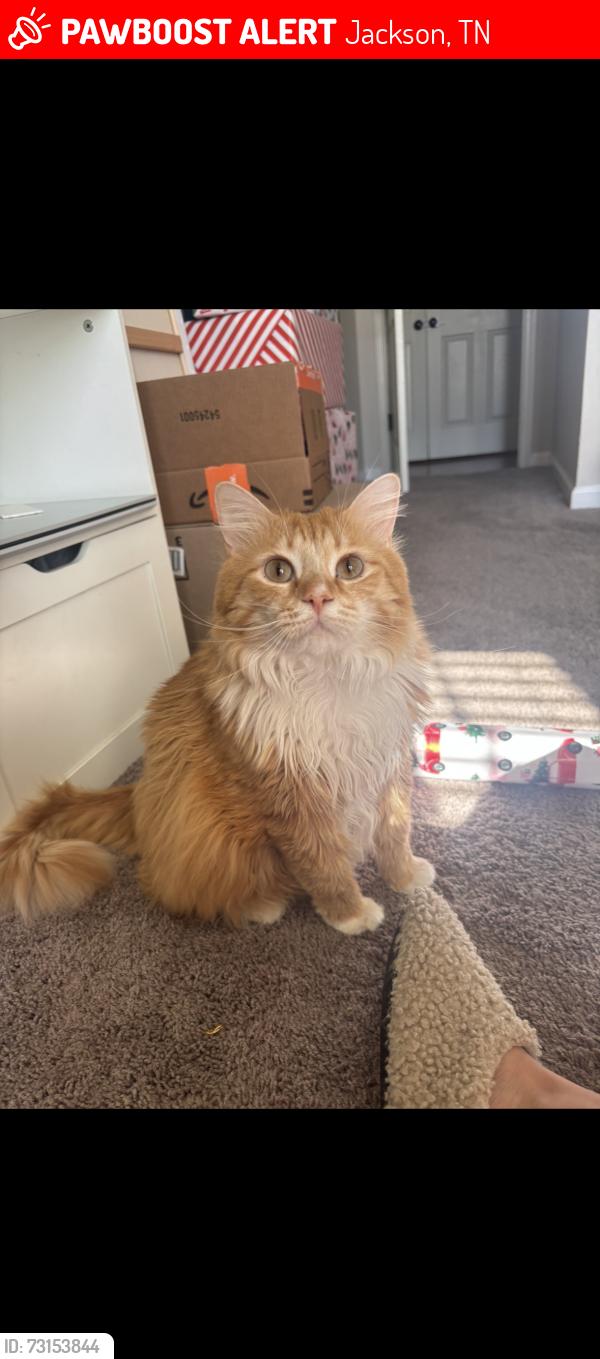 Lost Male Cat last seen Bedford Rd, Christmasville Rd, Oxford Dr, Jackson, TN 38305