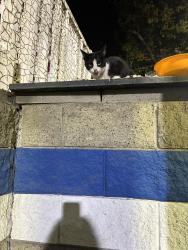 Found/Stray Male Cat last seen San dimas, San Dimas, CA 91773