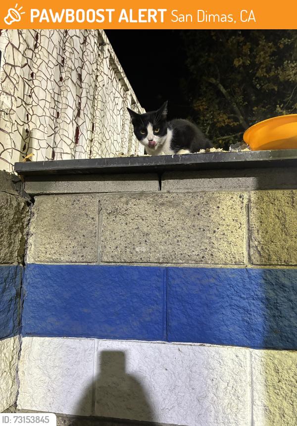 Found/Stray Male Cat last seen San dimas, San Dimas, CA 91773