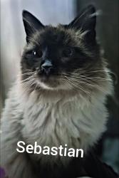 Lost Male Cat last seen Chalk Bluffs Road, Cheyenne, WY 82007