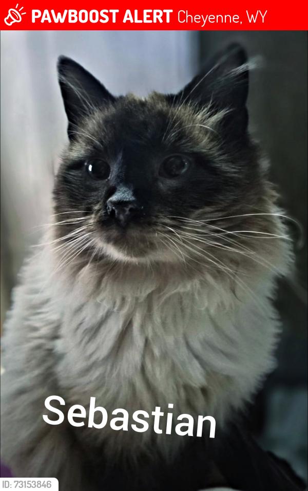 Lost Male Cat last seen Chalk Bluffs Road, Cheyenne, WY 82007