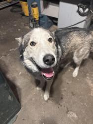 Found/Stray Female Dog last seen Near W. 800 S., Salt Lake City, UT 84104