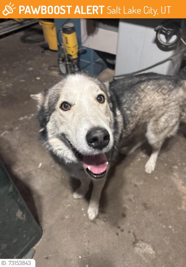 Found/Stray Female Dog last seen Near W. 800 S., Salt Lake City, UT 84104