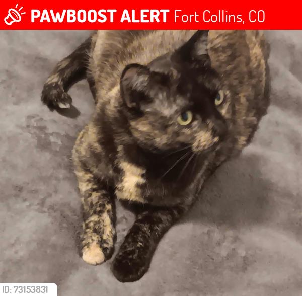 Lost Female Cat last seen Parkwood Drive between Brookwood and Teakwood, near the creek, Fort Collins, CO 80525