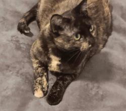 Lost Female Cat last seen Parkwood Drive between Brookwood and Teakwood, near the creek, Fort Collins, CO 80525