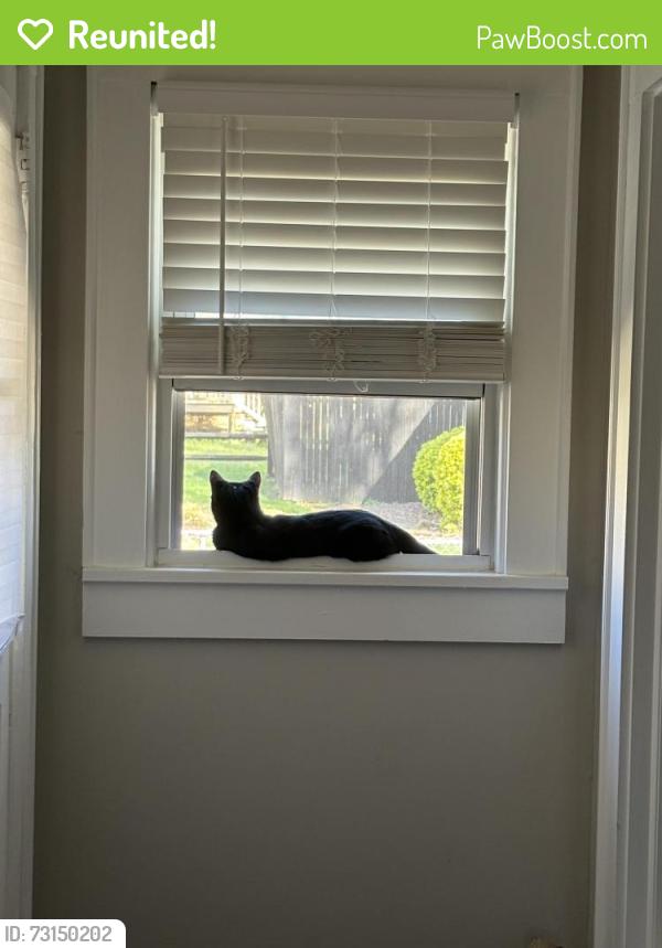 Reunited Female Cat last seen Last seen around 12:30 am last night, Kannapolis, NC 28081