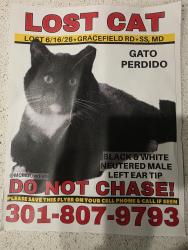 Lost Male Cat last seen Gracefield Road and Cherry Hill Road, Silver Spring, MD 20904