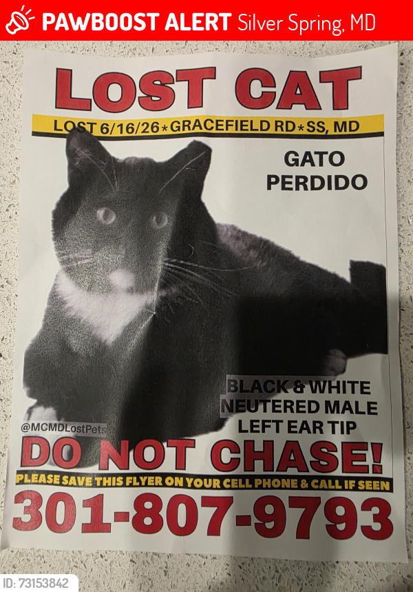 Lost Male Cat last seen Gracefield Road and Cherry Hill Road, Silver Spring, MD 20904