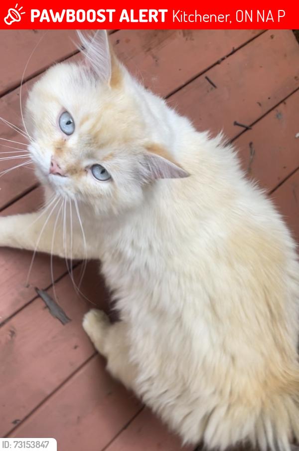 Lost Male Cat last seen Near scenic drive, Kitchener, ON N2A 2P5
