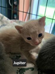 Shelter Stray Male Cat last seen ST CHARLES CO, 4850 Mid Rivers Mall Dr, St Peters, MO 63376, USA