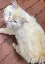 Lost Male Cat last seen Near scenic drive, Kitchener, ON N2A 2P5
