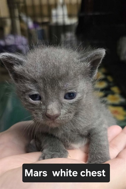 Shelter Stray Male Cat last seen ST CHARLES CO, 4850 Mid Rivers Mall Dr, St Peters, MO 63376, USA